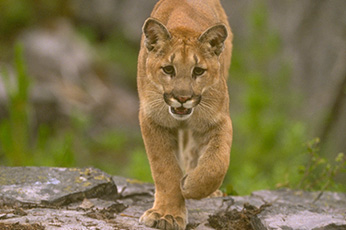 Mountain Lion Walking