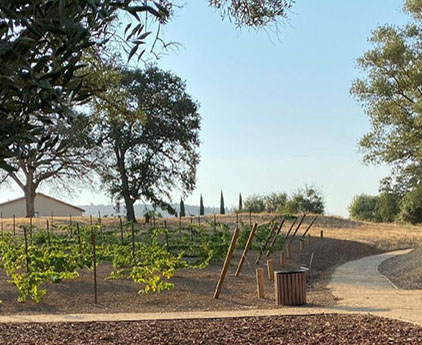 Broder Park Vineyard and Path