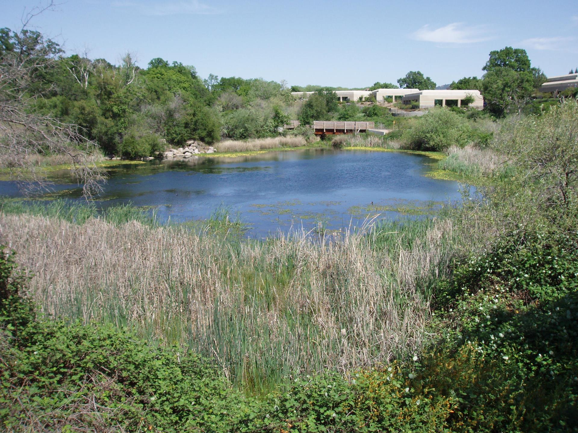 Humbug Creek, lush body of water with trees, reeds, rocks and a small pedestrian bridge