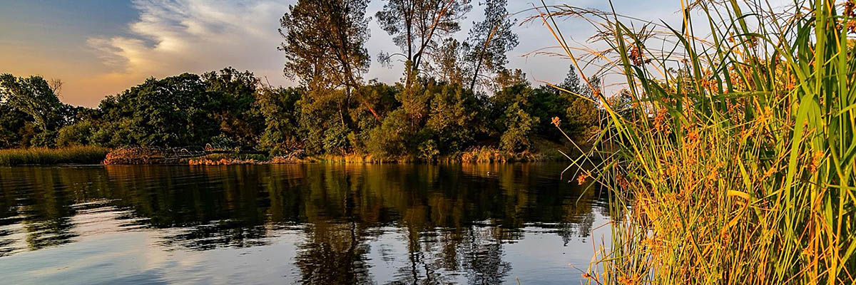 Watershed Banner showing a body of water at sunset with tall grass to the right and trees in the background.