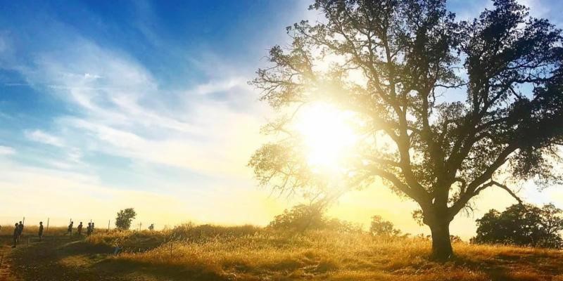 trees drought picture of a tall tree on a grassy hill with a cloudy blue sky and sun in the background