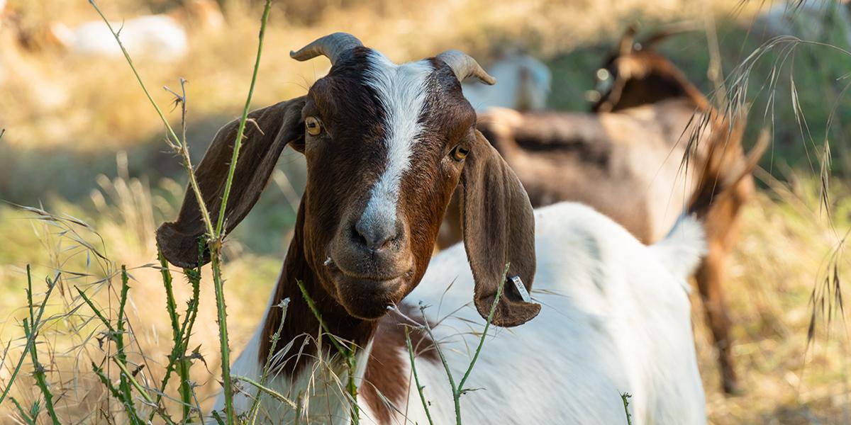 Weed Abaaaatement goat chewing on various plants and with more dry grass and goats in the background