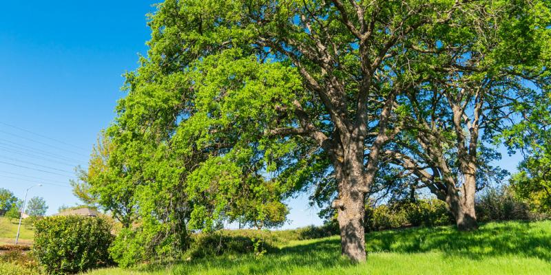 picture of two large trees with bright green leaves and bright green full grass area with a bush to the left and a clear blue sky