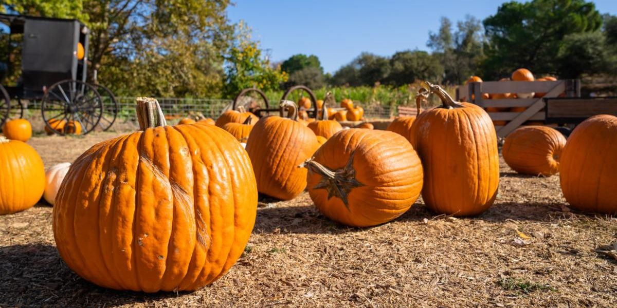 Zittel Family Farms - Pumpkins-1