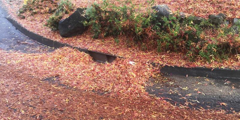 Leaves clogging a gutter