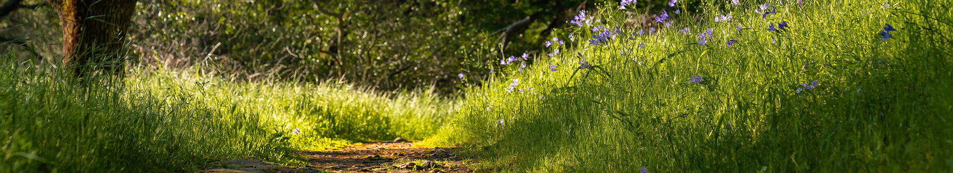 nature banner