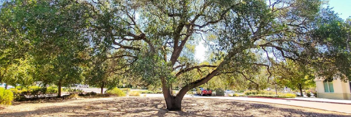 Landmark Tree at 192 Blue Ravine