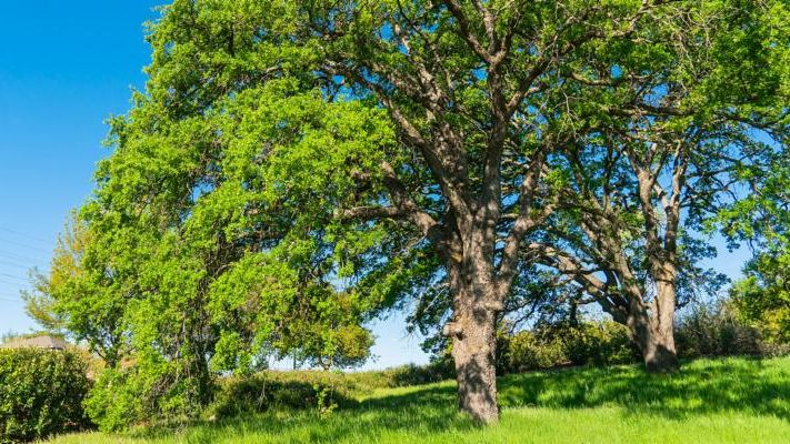 Oak tree in Folsom