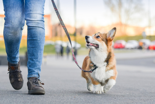 dog being walked