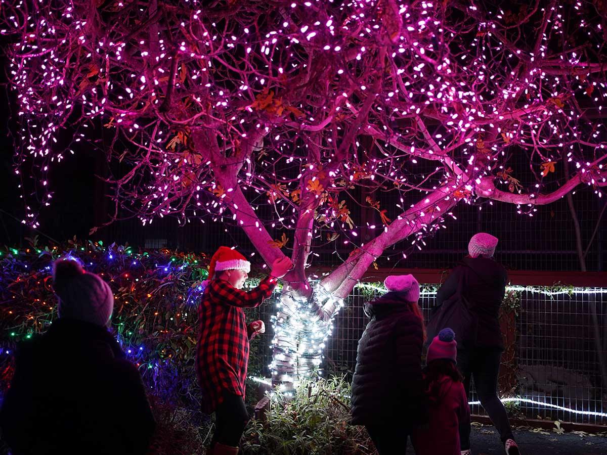 HolidayLights Pink Tree1200x900