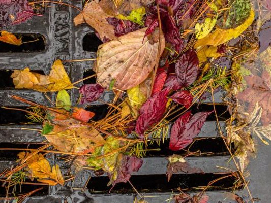 Colorful autumn leaves in shades of red, yellow, and brown, along with pine needles, partially covering a metal storm drain.