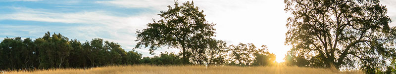 Open Space Trails and Parks header with a grassy field filled with large trees and the sun in the background.