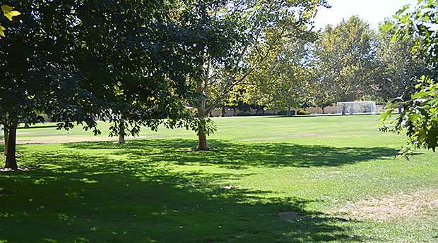 Bud Shade and Open Play Area