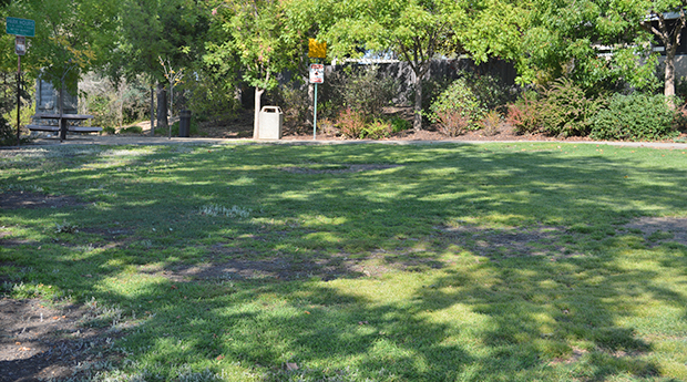 Cambridge Open Space and Shade